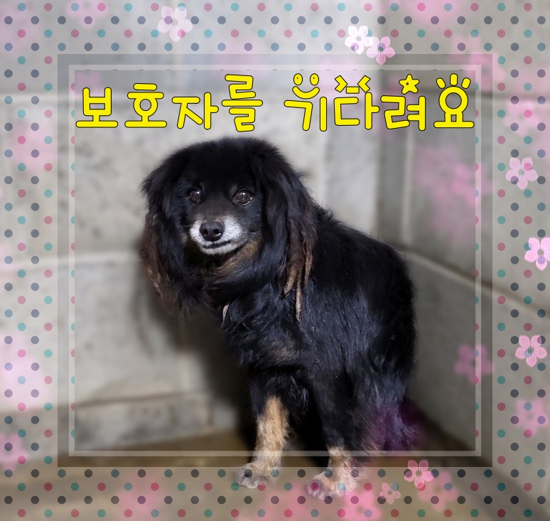 군산유기동물보호센터_445467202300546